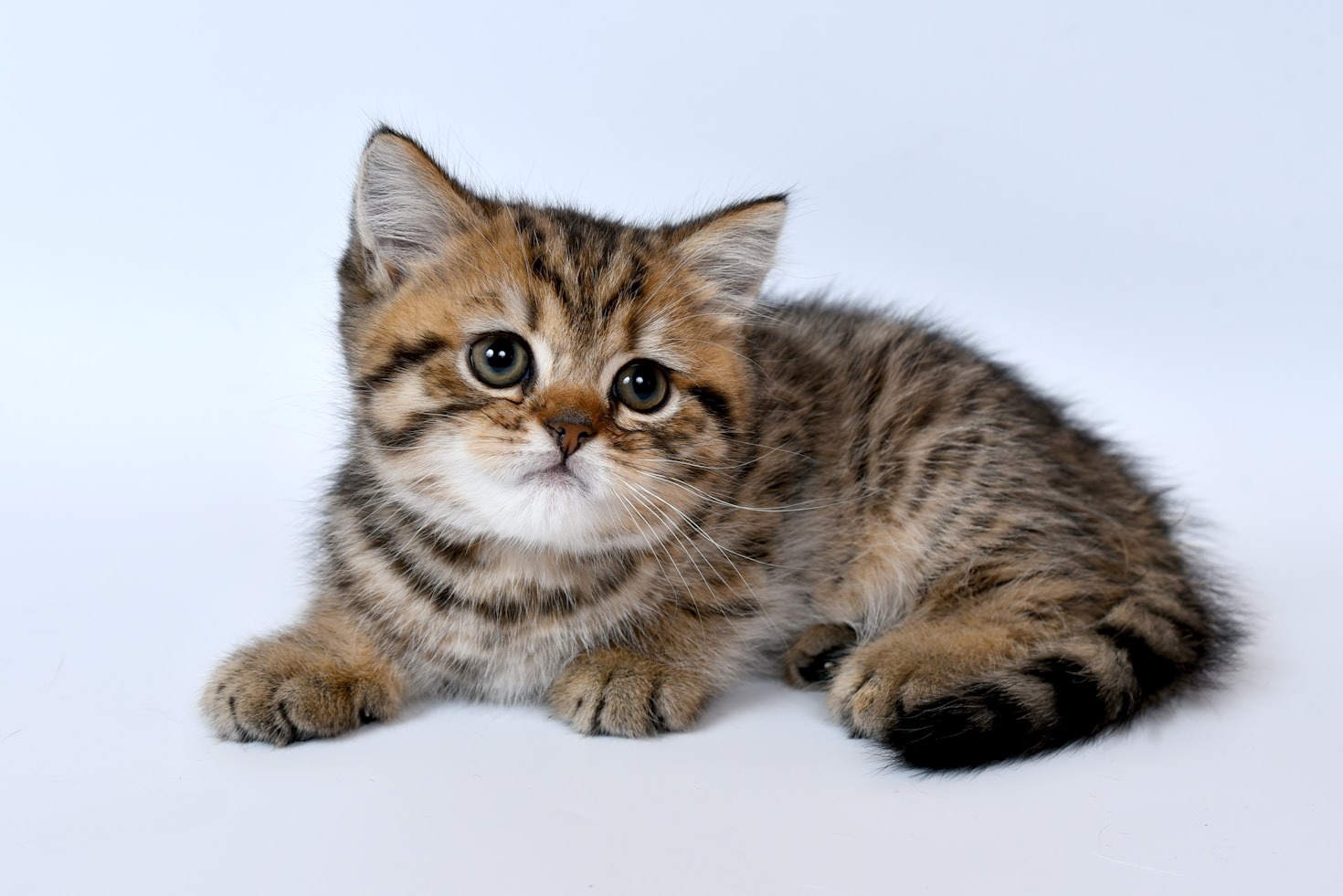 10 Ways to Keep Your Cat Entertained at Home