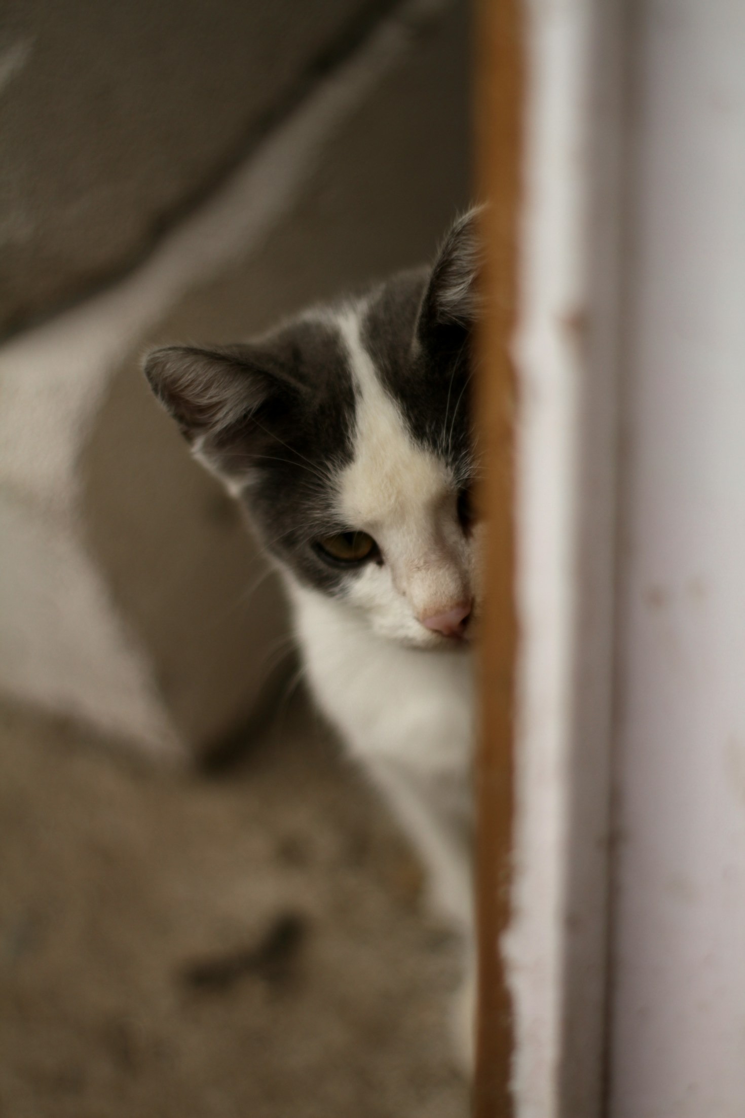 The History of Cats as Beloved Pets
