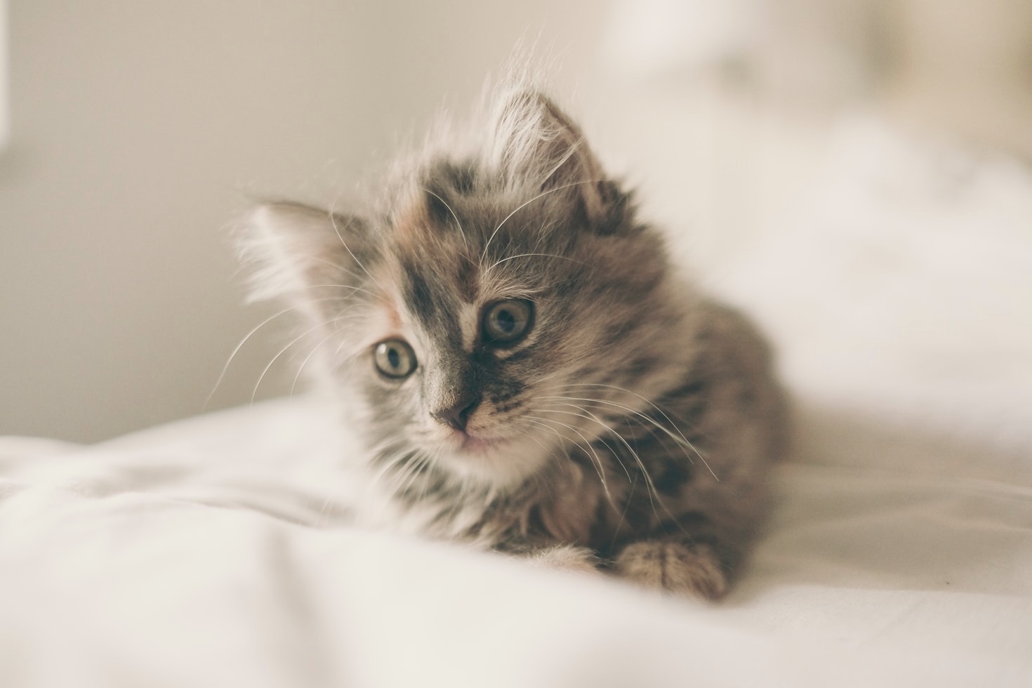 Understanding Common Cat Behaviors and What They Mean