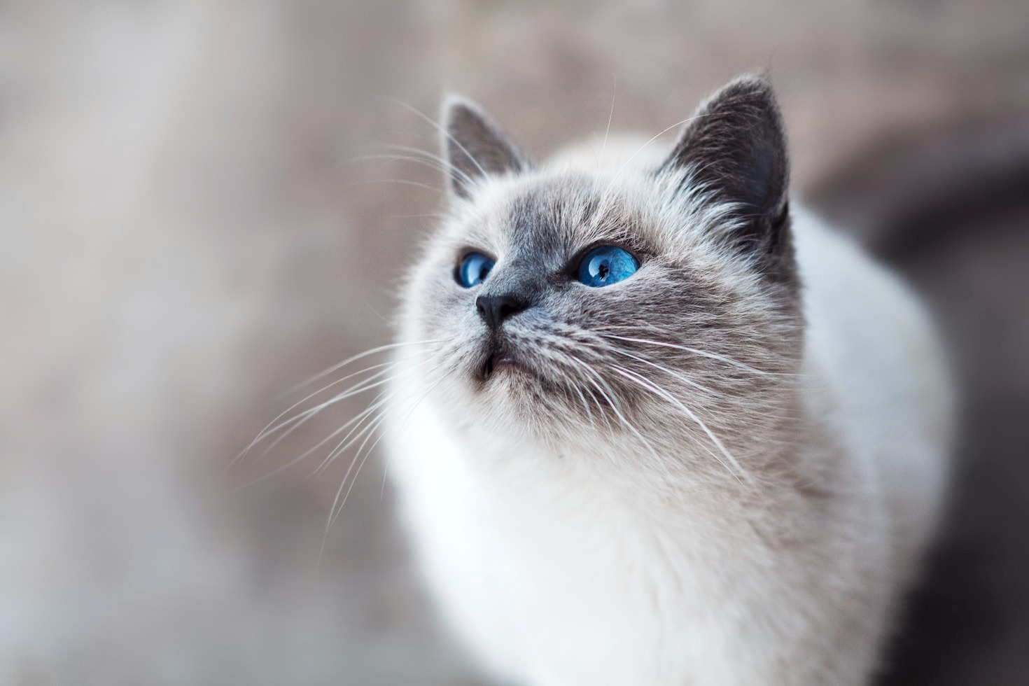 How to Create a Perfect Cat-Friendly Space