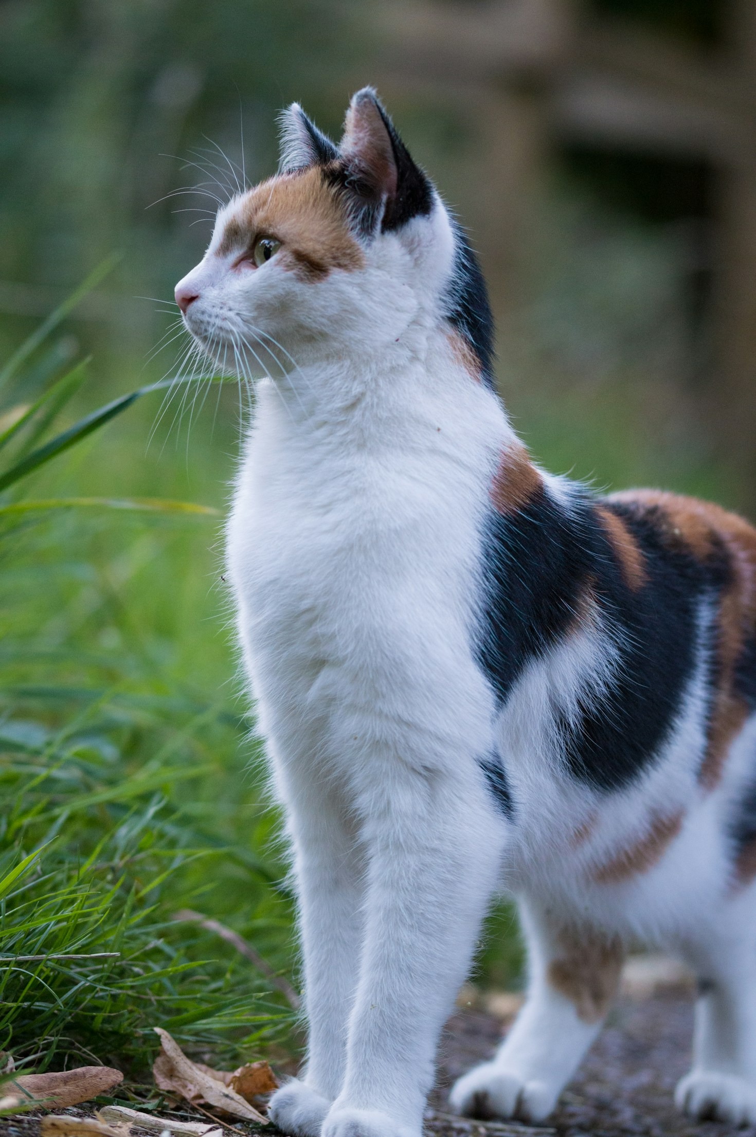 Heartwarming Tales of Cats Who Changed Lives